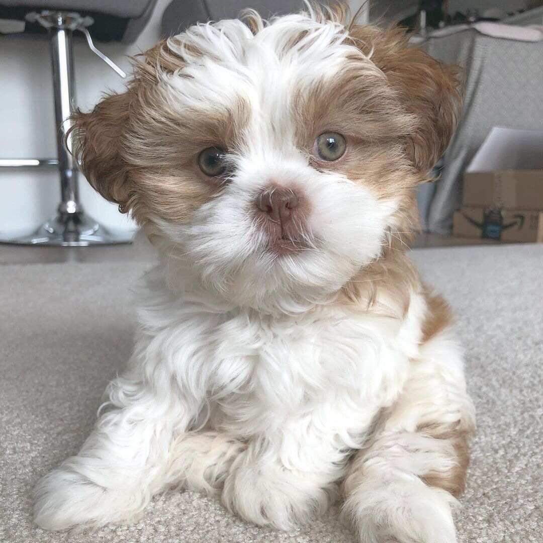 Leo m