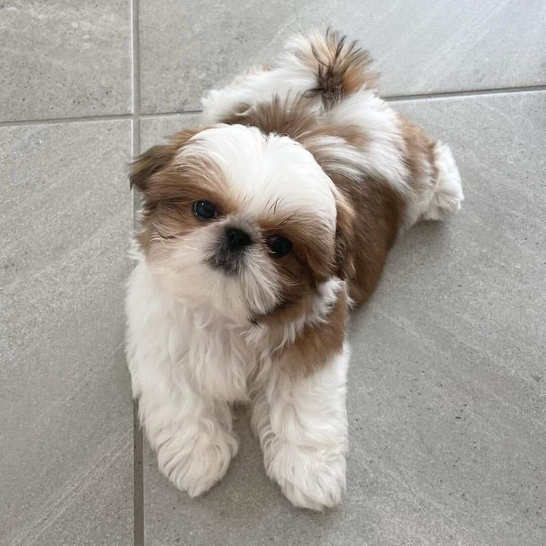 Loui m