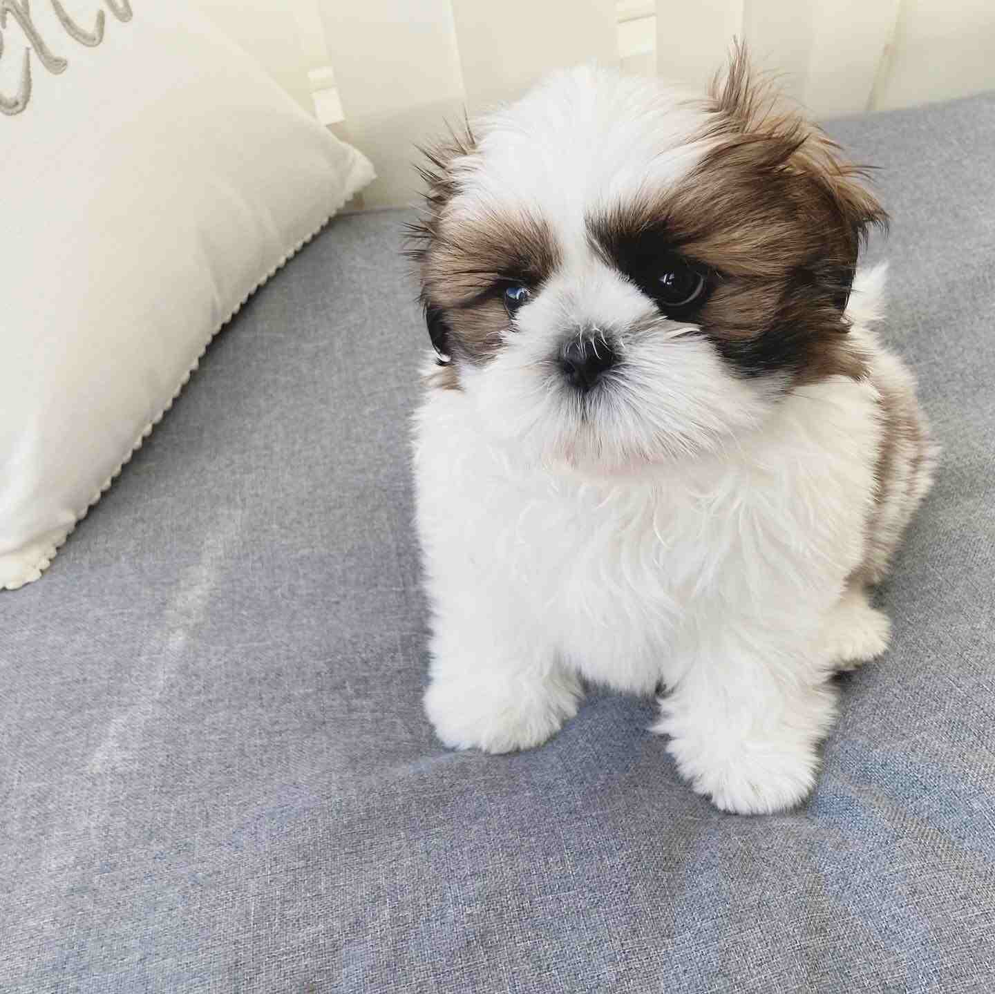 Teddy m