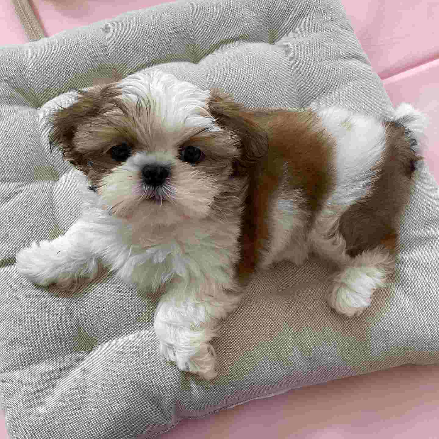 lucy f