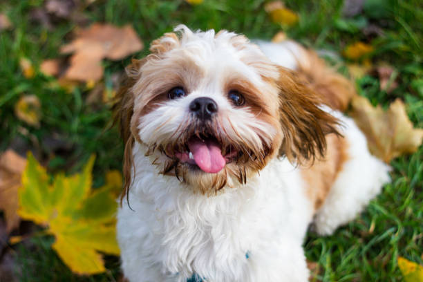 shih tzu home